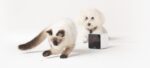 Petcube_Camera-Dog&Cat