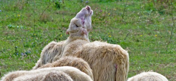 wi-fi sheep