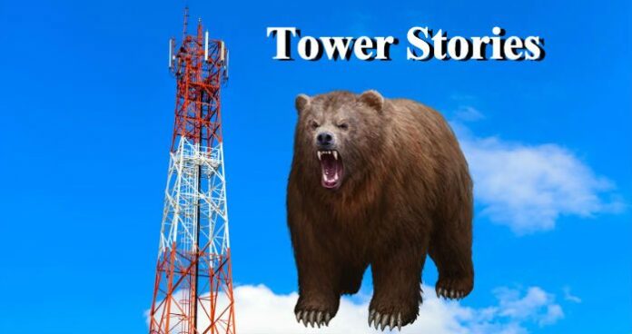 tower stories bear