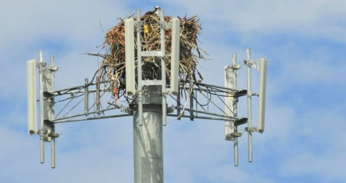 AT&T osprey rescue