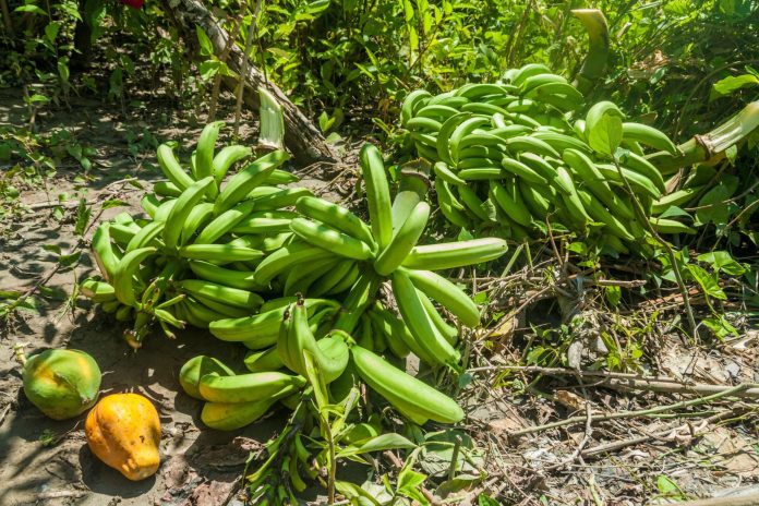 smart farming