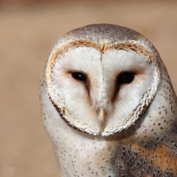 cell tower owl