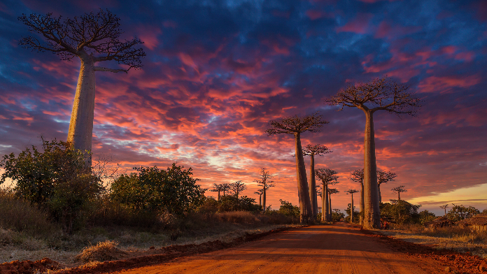 orange madagascar