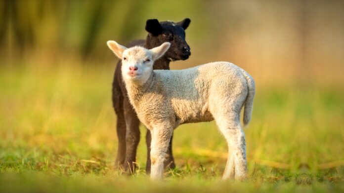 Lambs IoT AI Image: 123rf