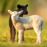 Lambs IoT AI Image: 123rf